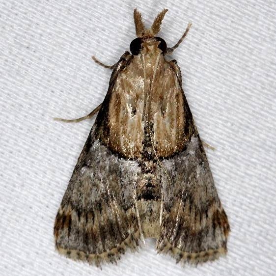 5580 Yellow-based Cacozelia Moth NABA Gardens Texas 11-3-13