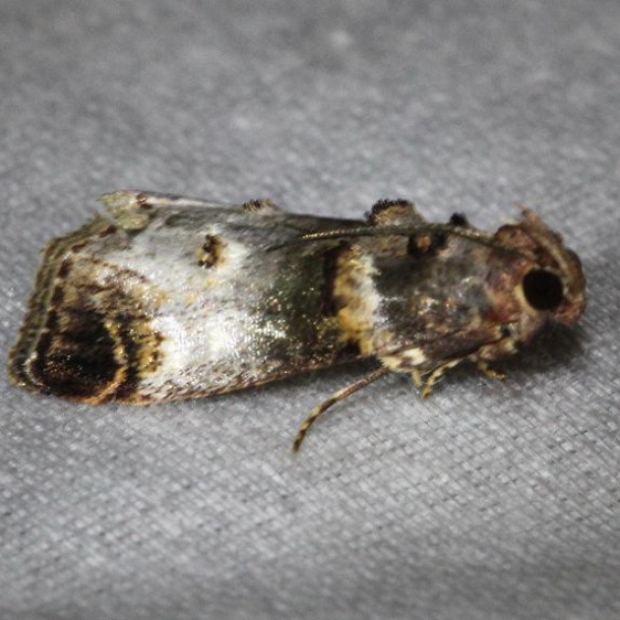 5588 Orange-tufted Oneida Moth Alexander Springs Ocala Natl Forest 3-19-13