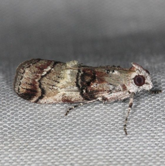 5602 Cloaked Pococera Moth P subcanalis Kissimmee Lake St Pk 3-9-14
