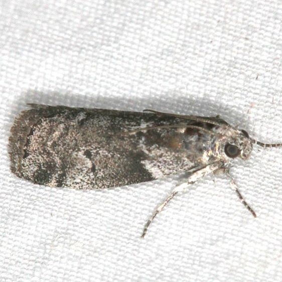 5620.97 BG Unidentified Pococera Moth Mesa Verde National Pk Colorado 6-9-17 (54)_opt