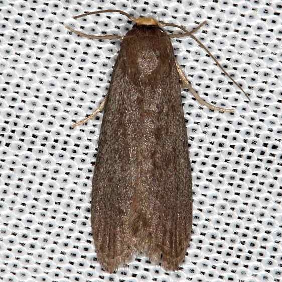5623 Lesser Wax Moth Achroia grisella Rodman Campground Fl 3-21-14