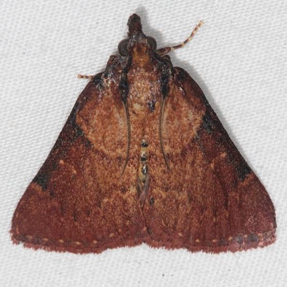 5627 Asimina Webworm Moth Oscar Scherer St Pk 3-12-15