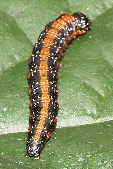 5627 Asimina Webworm Moth caterpillar on Pawpaw Kinnickinnick Fen Oh 9-1-20