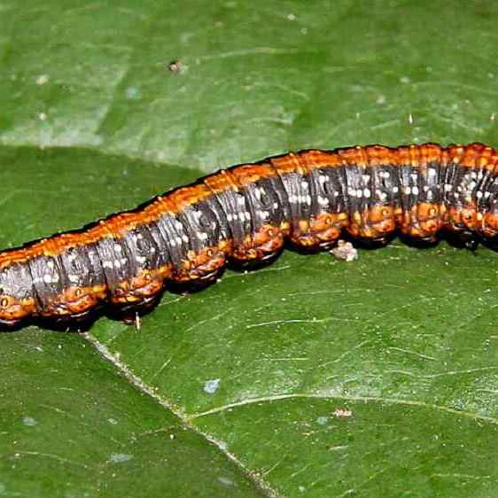 5627 Asimina Webworm Moth caterpillar on Pawpaw Kinnickinnick Fen Oh 9-1-20