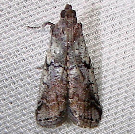 5653 Cranberry Fruitworm Moth Juniper Springs Ocala Natl Forest 3-14-12