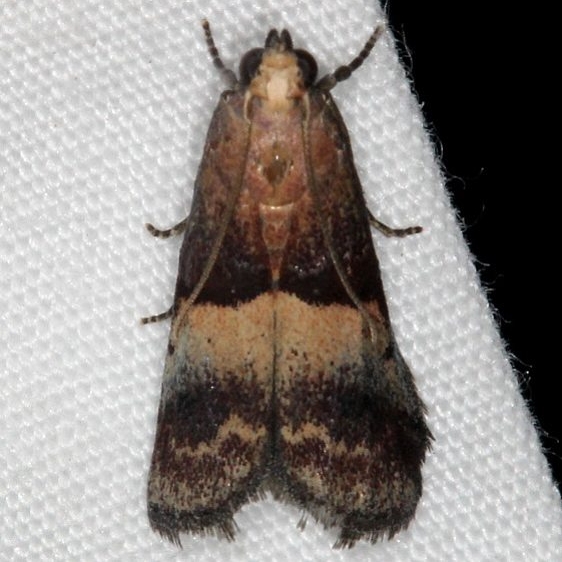 5672 Cordovan Pyralid Moth Silver Lake Cypress Glenn Fla 3-16-15