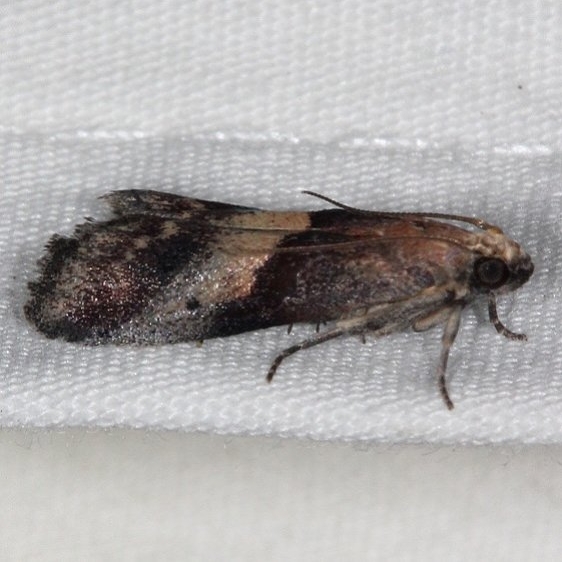 5672 Cordovan Pyralid Moth Silver Lake Cypress Glenn Fl 3-16-15