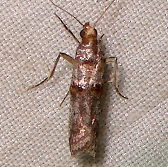 5690 Alder Tubemaker Moth Mahogany Hammock Everglades 2-25-12