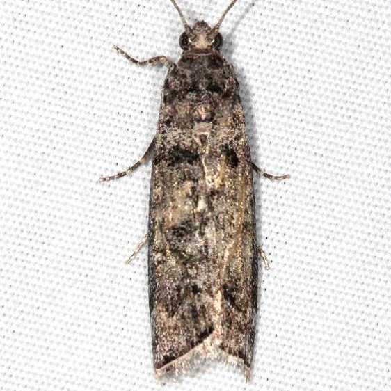 5694.96 BG Unidentified Acrobasis Moth Fool Hollow St Pk Ariz 5-24-17 (52)_opt
