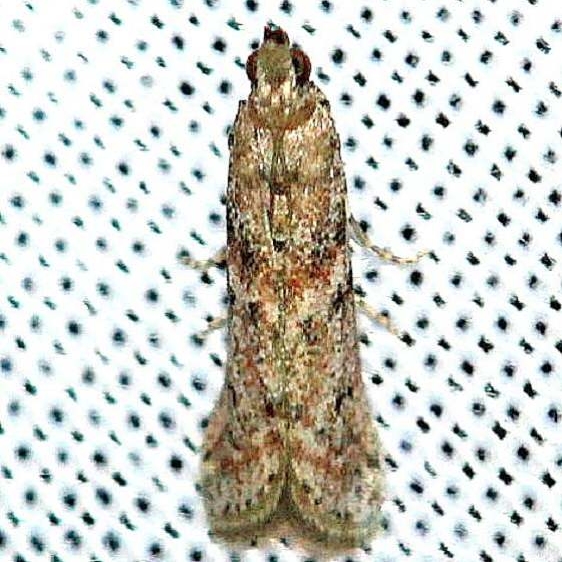 5694.97 Unidentified Acrobasis Moth Everglades Natl Pk Nike Missle Rd 3-7-13