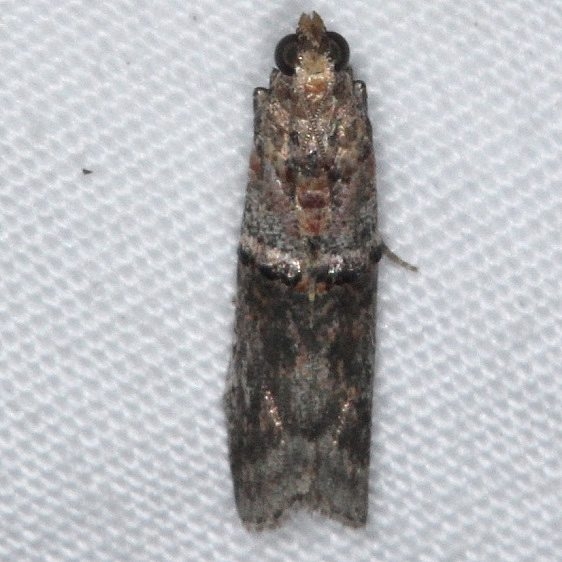 5694.97 Unidentified Acrobasis Moth Mahogany Hammock Everglades 3-1-15 (1)_opt