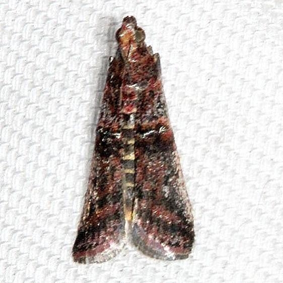 5694.97 Unidentified Acrobasis Moth Mahogany Hammock Everglades Natl Pk 3-10-13