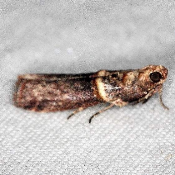 5704 Anabasis ochrodesma Moth BG Little Manetee River St Pk BG 3-10-15_opt