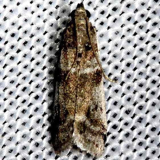 5724 Navel Orangeworm Moth Kissimmee Prairie St Pk 3-17-13