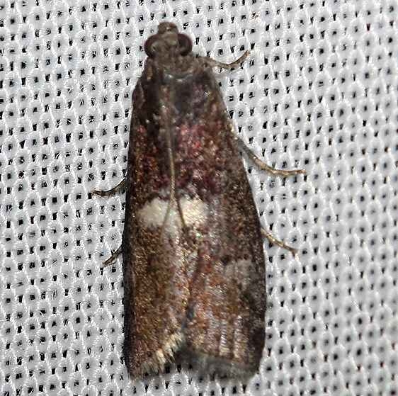 5773 Engel's Salebriaria Moth Obed Rivershed Tenn 8-26-12