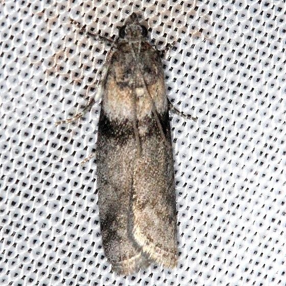 5787 Lesser Aspen Webworm Moth Thunder Lake Mich UP 6-24-13