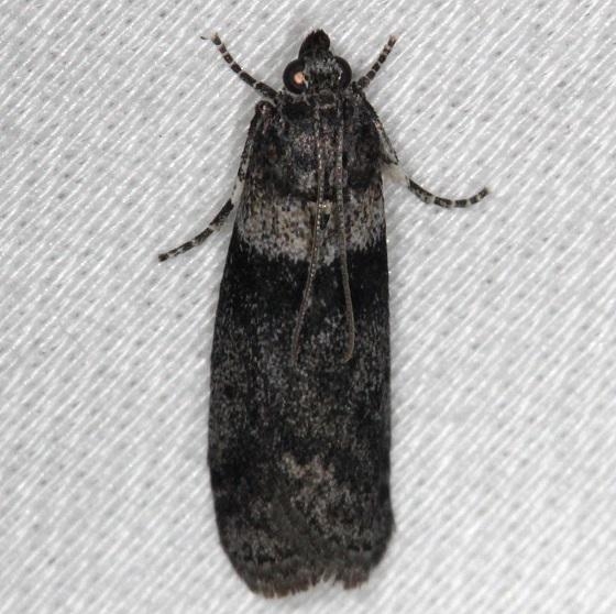 5787 Lesser Aspen Webworm Moth Thunder Lake Mich 6-21-13