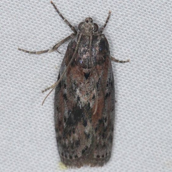 5797 Black-spotted Leafroller Moth yard 6-1-14