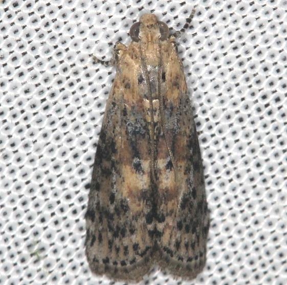 5797 Black-spotted Leafroller Moth yard 7-14-13