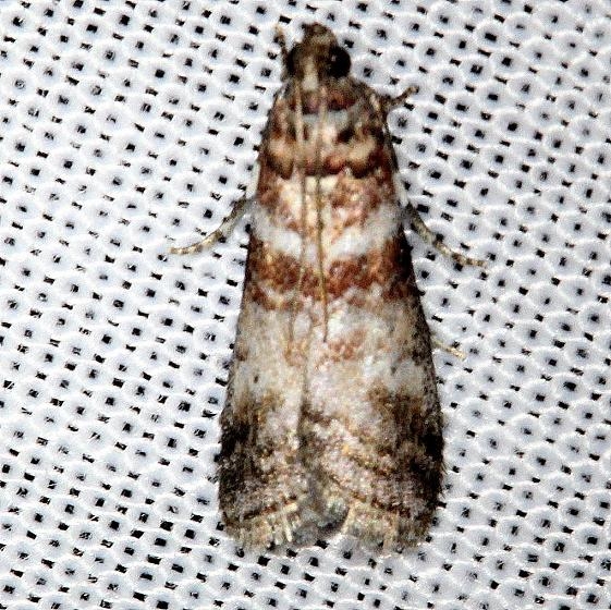 5802 Sweetgum Leafroller Moth Alexander Springs Ocala Natl Forest 3-18-13