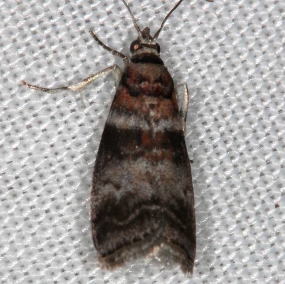 5802 Sweetgum Leafroller Moth Sciota uninella Rodman Campground Fl 3-20-14