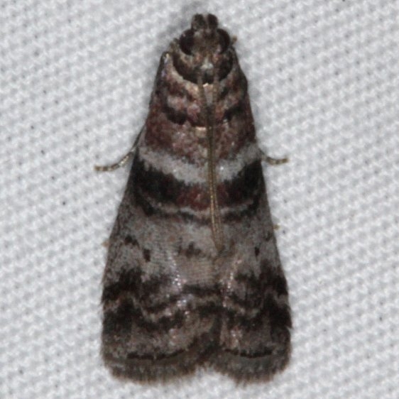 5802 Sweetgum Leafroller Moth yard 8-7-15