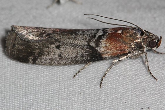 5806.97 Unidentified Sciota Moth Mueller St Pk Colorado 6-20-17 (51)_opt
