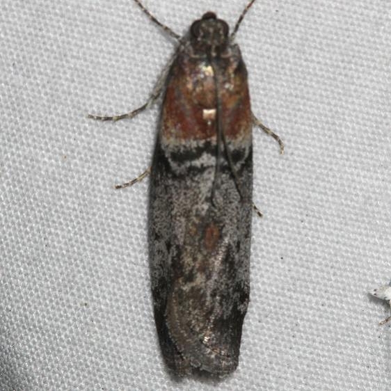 5806.97 Unidentified Sciota Moth Mueller St Pk Colorado 6-20-17 (52)_opt