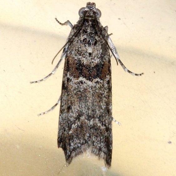 5812 Telethusia ovalis tentetive Moth Cherry Tree Inn Victoria BC 8-15-14
