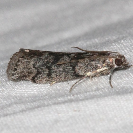 5829 Pyla fusca Speckled Black Pyla Moth Golden Gate Canyon st Pk Colorado 6-27-17 (38)_opt