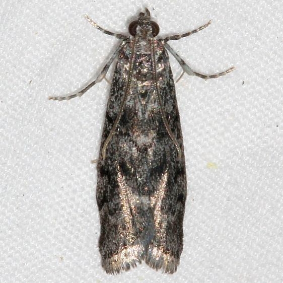 5829 Pyla fusca Speckled Black Pyla Moth Golden Gate Canyon st Pk Colorado 6-27-17 (39)_opt