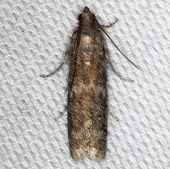 5829 Speckled Black Pyla Moth Pyla fusca Battelle Darby Pk Ancient Trail 7-25-13