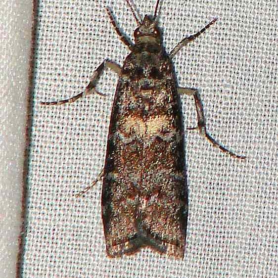 5843 Spruce Coneworm Moth Thunder Lake UP Mich 6-25-09 (2)_opt