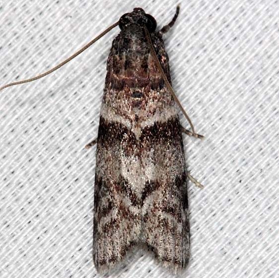 5863.1 Blister Coneworm Moth Collier Seminole St Pk 2-25-14