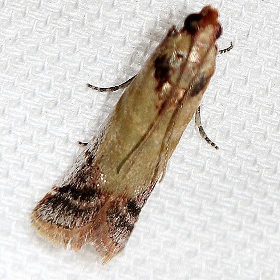 5899.97 Unidentified Elasmopalpus Moth Pineland Everglades Natl Pk 3-8-13