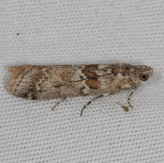 5918 Sugarbeet Crown Borer moth Moth Moab RV Resort Moab Utah 6-5-17 (26)_opt