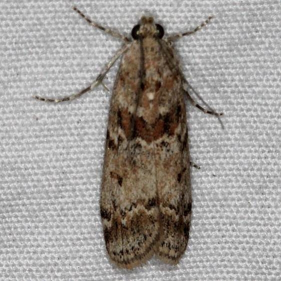 5918 Sugarbeet Crown Borer moth Moth Moab RV Resort Moab Utah 6-6-17 (30)_opt
