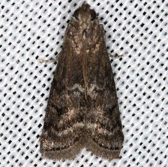5926 Elm Leaftier Moth Cumberland Falls St Pk Ky 4-23-14