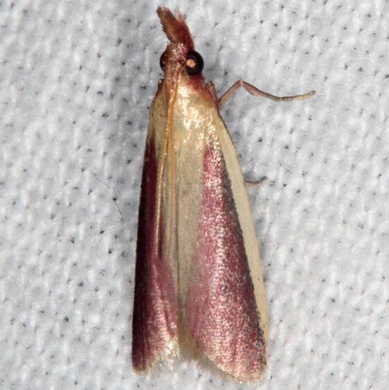 6053-Carmine-Snout-Moth-Mothapalooza-Arc-of-Appalachia-7-17-21