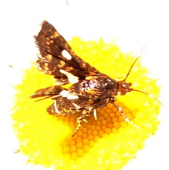 6076 Spotted Thyris Moth Shingleton Bog UP Mich 6-19-16 (56a)_opt