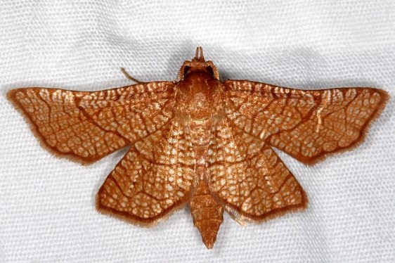 6082 Sea Grape Borer Moth Lucky Hammock near Everglades 2-27-15