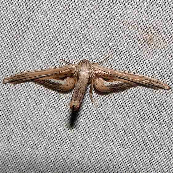 6085 Window-winged Moth CREW Marsh Fl 3-7-12