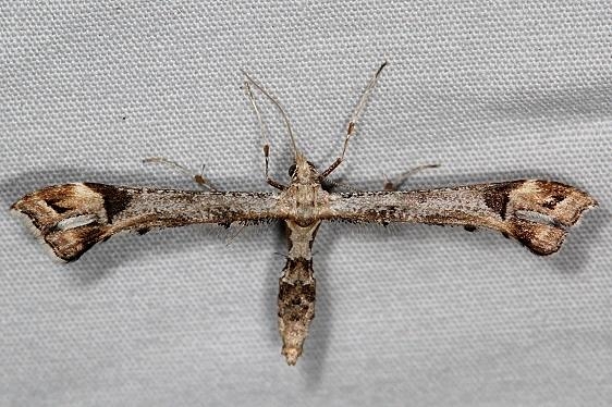 6118.97 Unidentified Amblyptilia Moth Jenny Wiley St Pk Ky 4-19-16 (17a)_opt