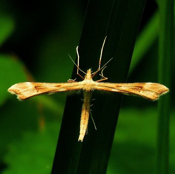 6142.97 Unidentified Paraplatyptilia Plume Moth Eighteen Mile Creek Mich UP 6-25-13