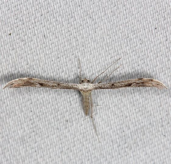 6154 Belfrage's Plume Moth Collier Seminole St Pk 3-1-14