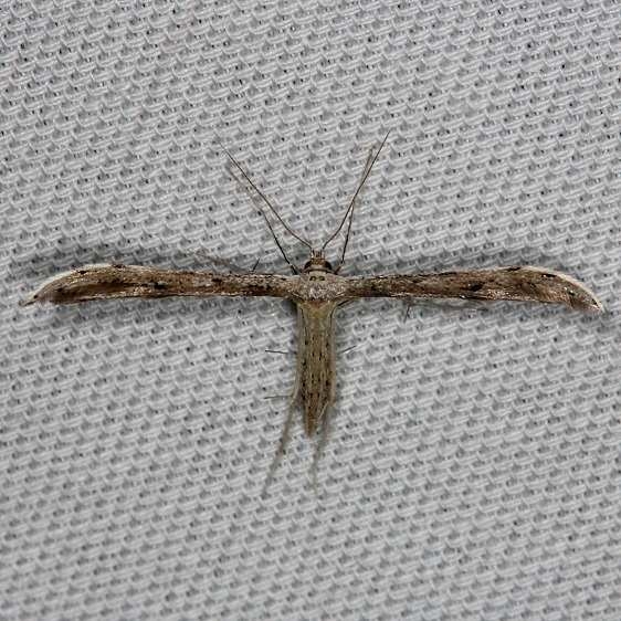 6154 Belfrage's Plume Moth Tosohatchee WMA Fl 2-11-14