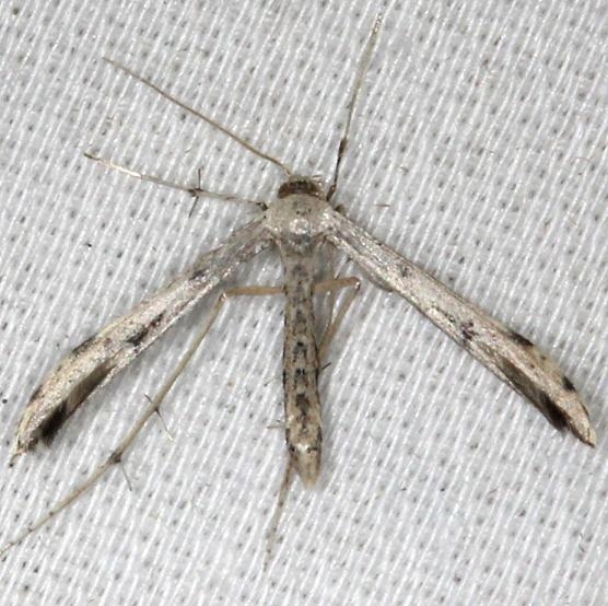 6160 Ambrosia Plume Moth yard 8-9-13