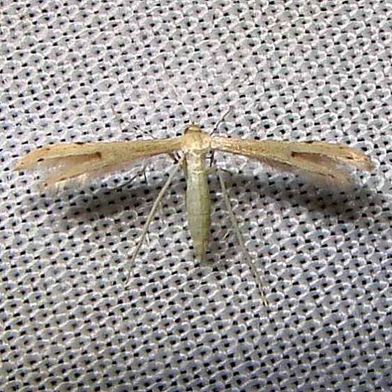 6212 Goldenrod Borer Moth Nike Missle Rd junction Everglades 2-28-12