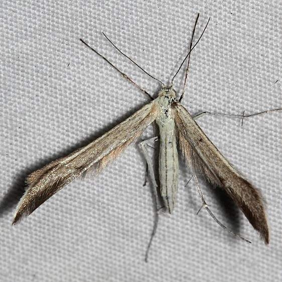 6233.97 Unidentified BG Hellinsia Moth Mueller St Pk Colorado 6-20-17 (74)_opt