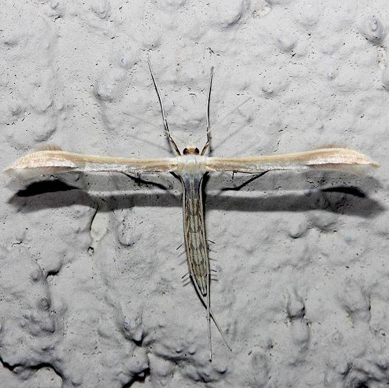 6233.97 Unidentified Hellinsia Moth Alexander Springs Ocala Natl Frt 3-18-13